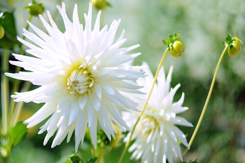 [dmylo01] BIO Dahlia My Love