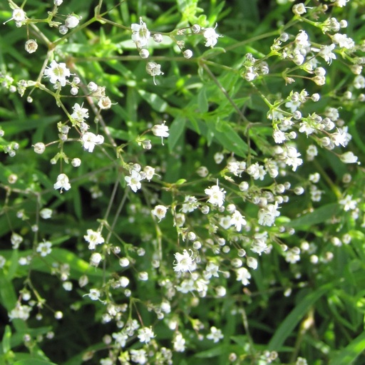 [gsnow01] BIO Gypsophila paniculata 'Snowflake' Gipskruid per 3