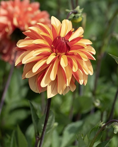 [djapl01] BIO Dahlia Japlou p/s